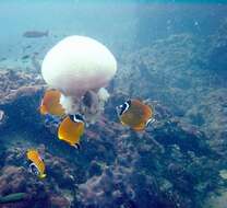 Image of Butterflyfish