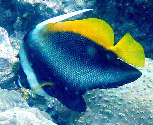 Image of Singular Bannerfish