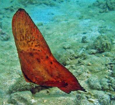 Image of Orbicular batfish