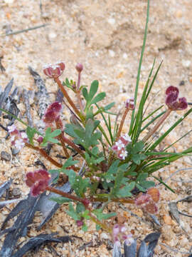 Trachymene cyanopetala (F. Müll.) Benth.的圖片