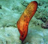 Image of Orbicular batfish