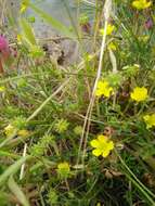 Ranunculus cornutus var. scandicinus (Boiss.) Ziffer-Berger & Leschner的圖片