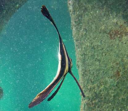 Image of Blunthead batfish