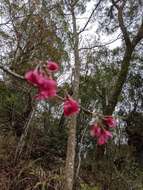 Prunus campanulata Maxim. resmi