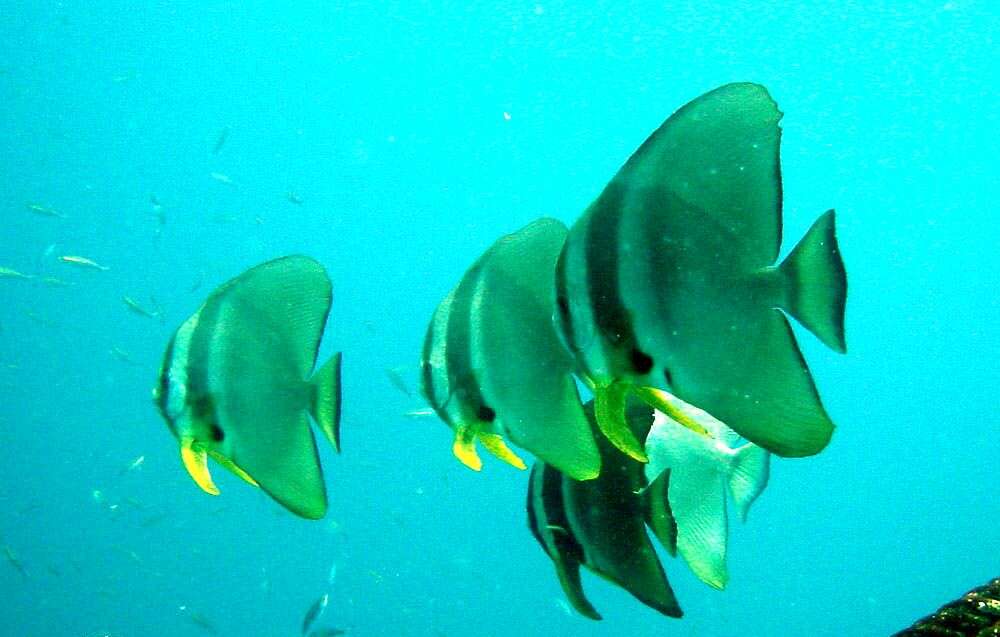 Image of Blunthead batfish