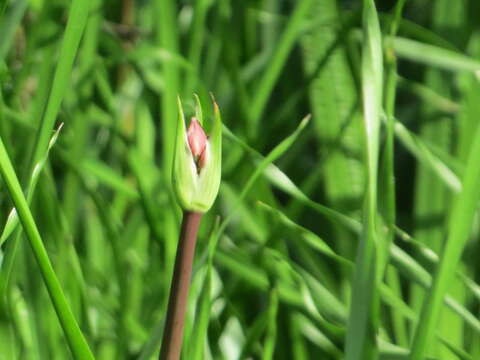 Image of flowering rush family