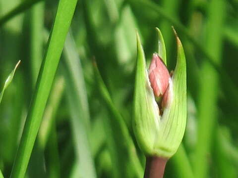 Image of flowering rush family