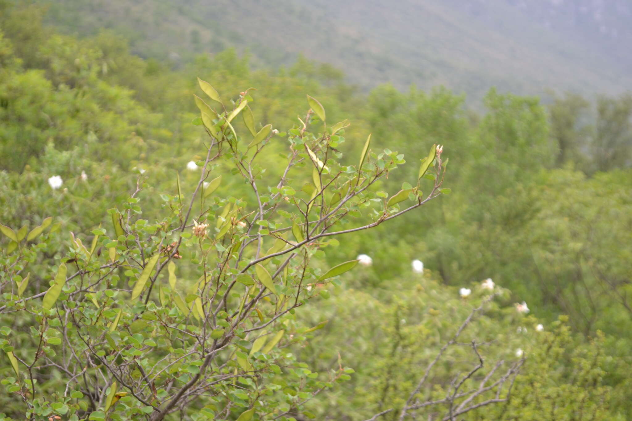 Plancia ëd Bauhinia macranthera Hemsl.