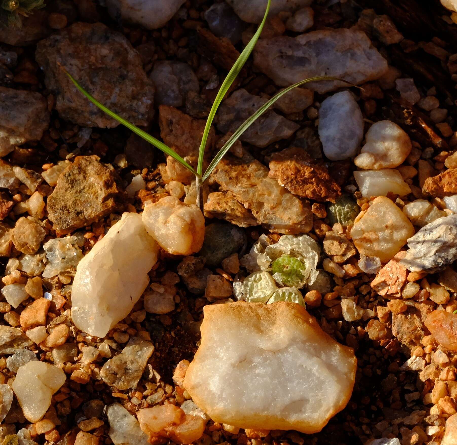 Image of Conophytum fulleri L. Bol.