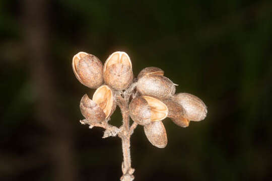 Image of Common crown-berry