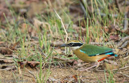 Plancia ëd Pitta brachyura (Linnaeus 1766)