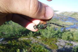 Image of Ringed Emerald