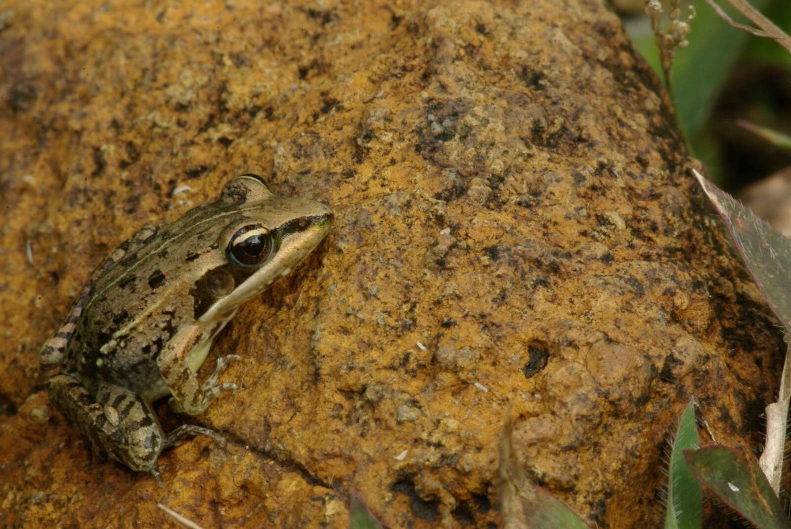 Image of Mascarene Grass Frog