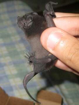 Image of Pallas's Mastiff Bat