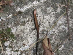 Image of Taylor's Ground Skink