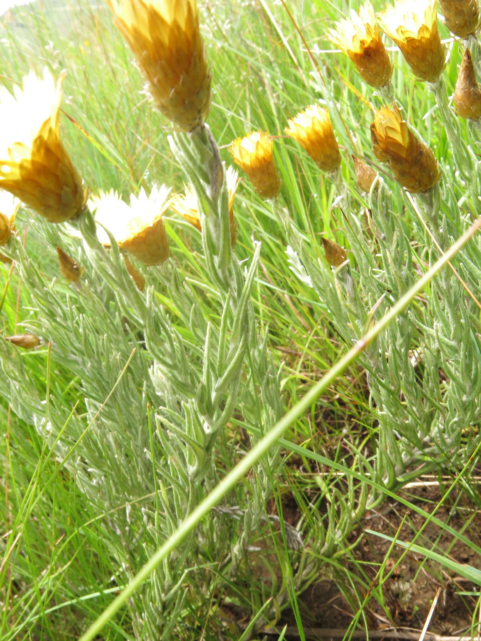 Слика од Helichrysum herbaceum (Andr.) Sw.