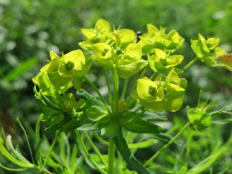 Image of Cypress Spurge