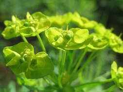 Image of Cypress Spurge