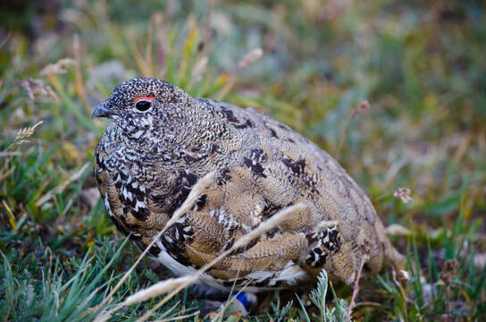 Imagem de Lagopus leucura (Richardson 1831)