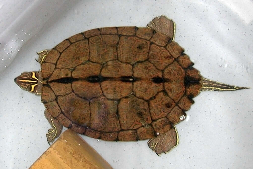 Image of False Map Turtle