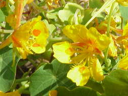 Image of dwarf nasturtium