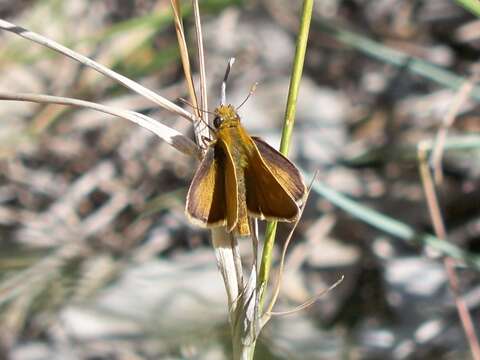 Image of lulworth skipper