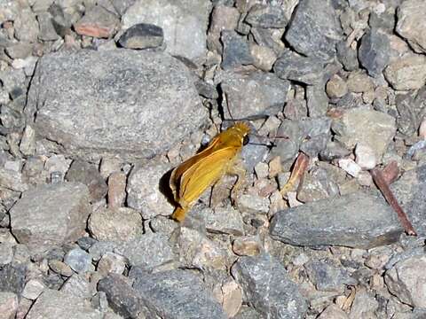 Image of lulworth skipper