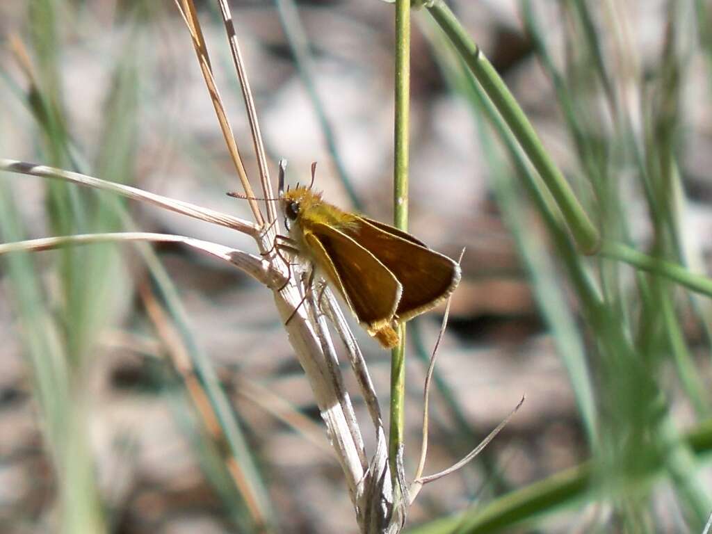 Image of lulworth skipper