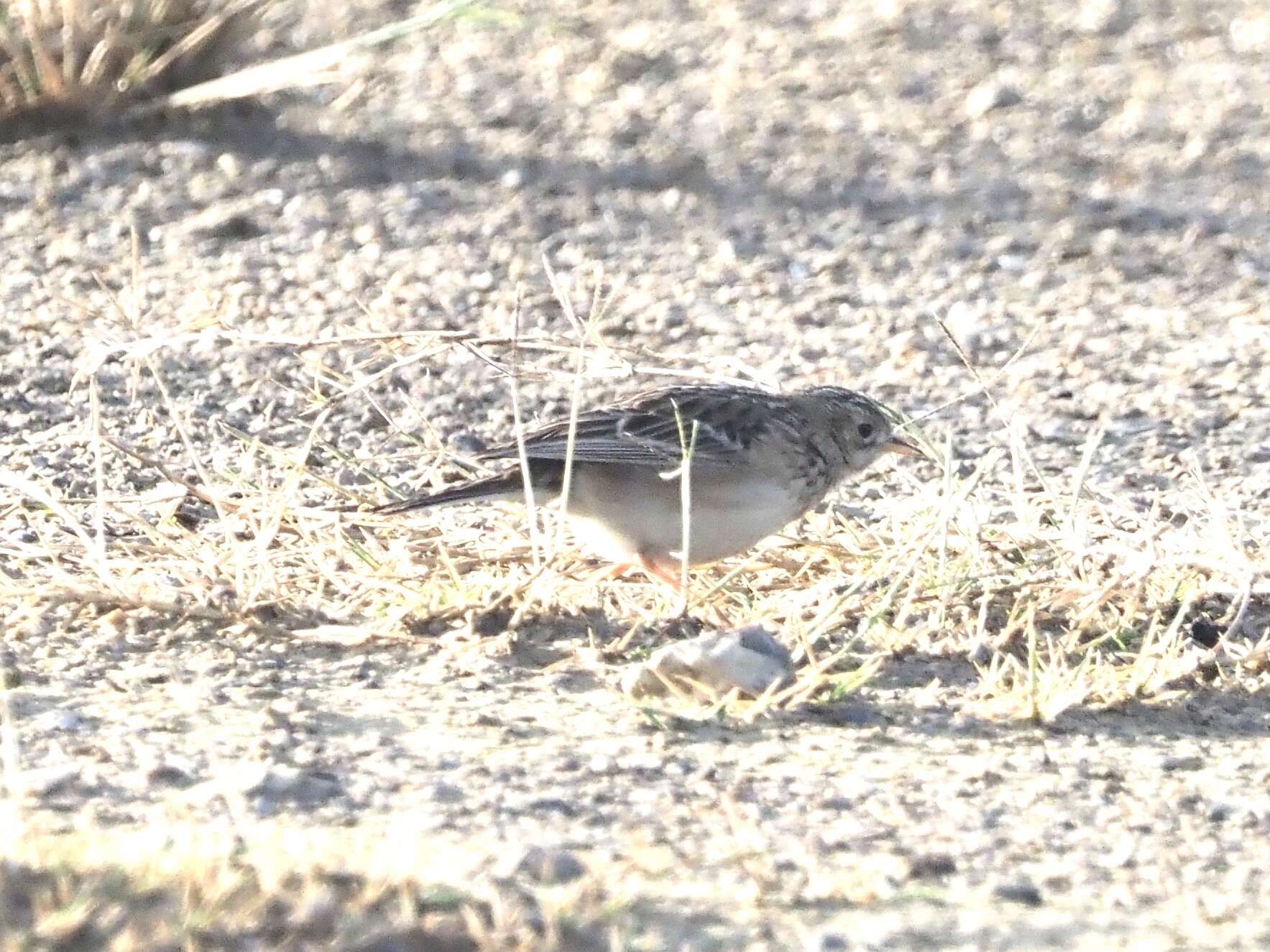 Image of Sprague's pipit