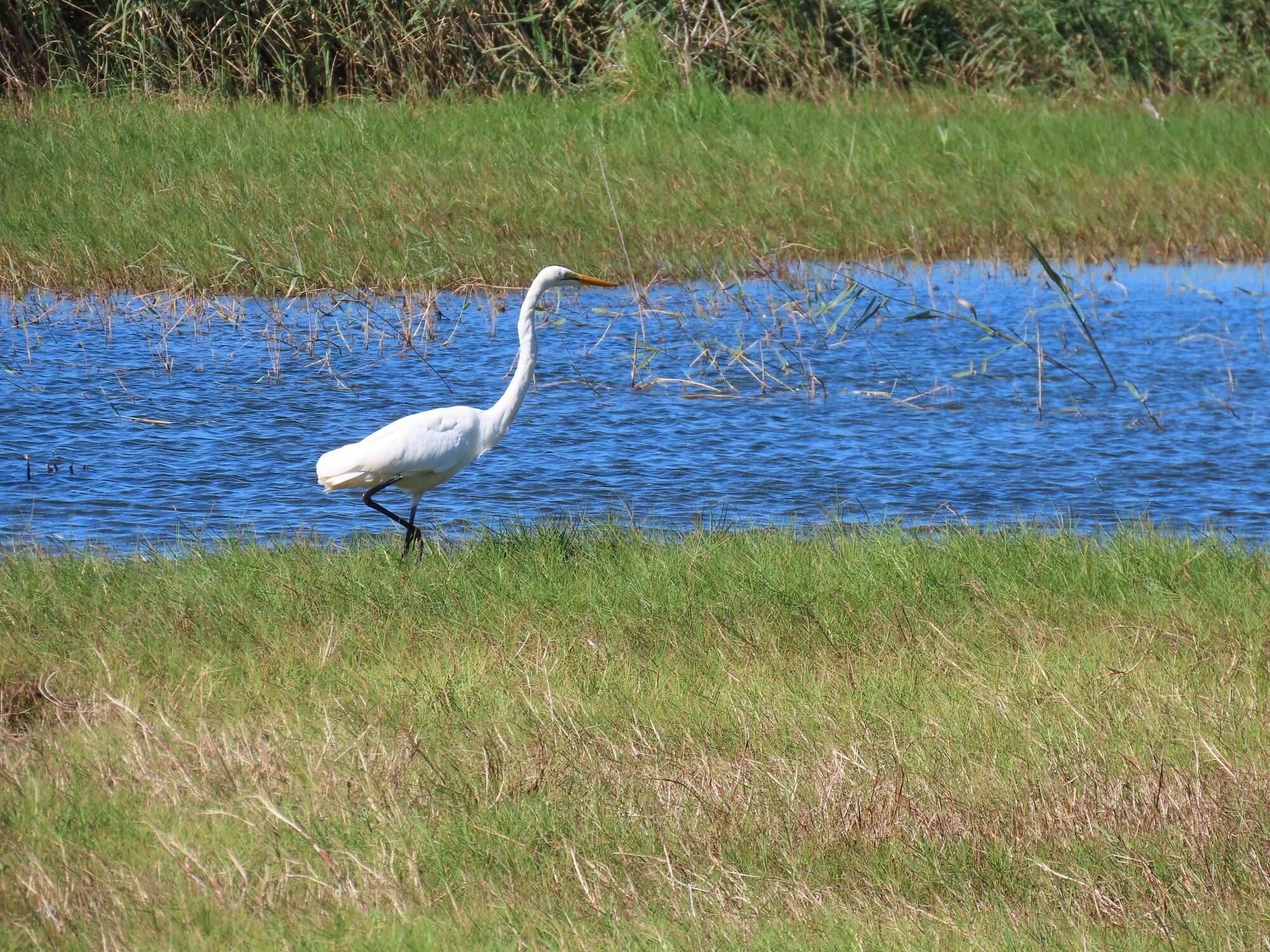 Image of Ardea alba melanorhynchos Wagler 1827