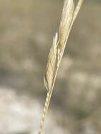 Image of Alkali Cord Grass