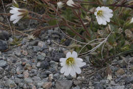 Plancia ëd Cerastium arcticum Lange