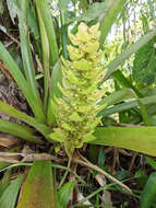 Image of Aechmea hoppii (Harms) L. B. Sm.