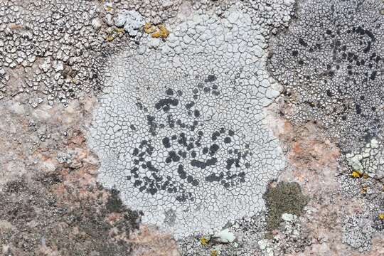 Image of disc lichen