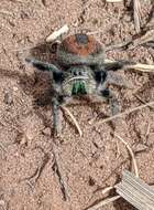 صورة Phidippus ardens Peckham & Peckham 1901