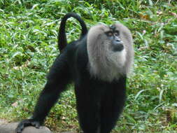 Image of Lion-tailed Macaque