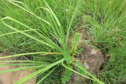 Image of Kniphofia laxiflora Kunth