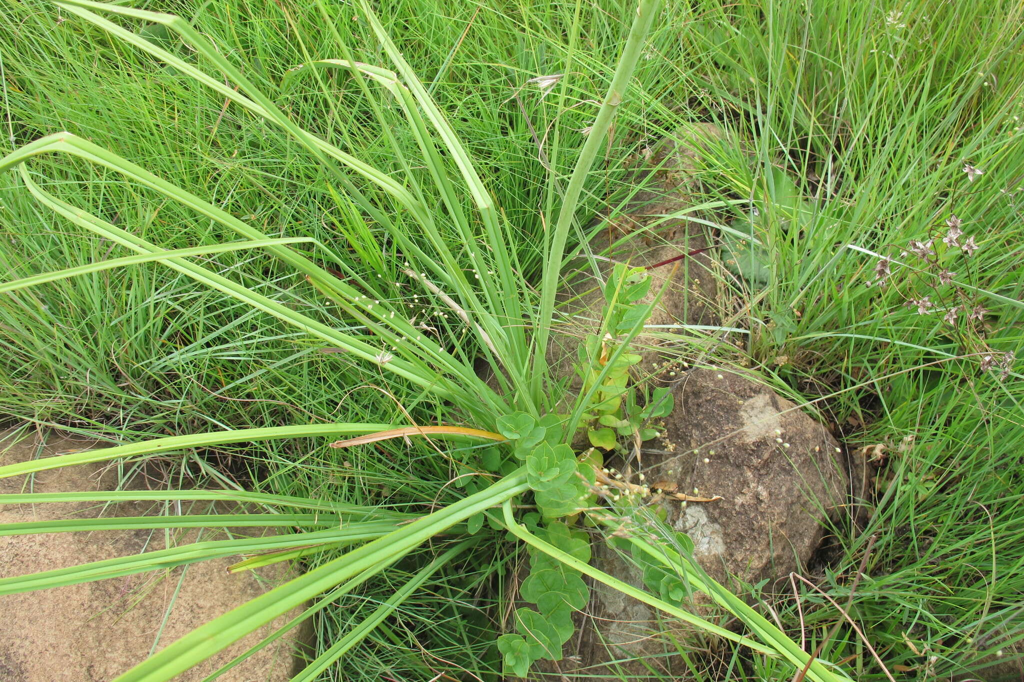 Слика од Kniphofia laxiflora Kunth