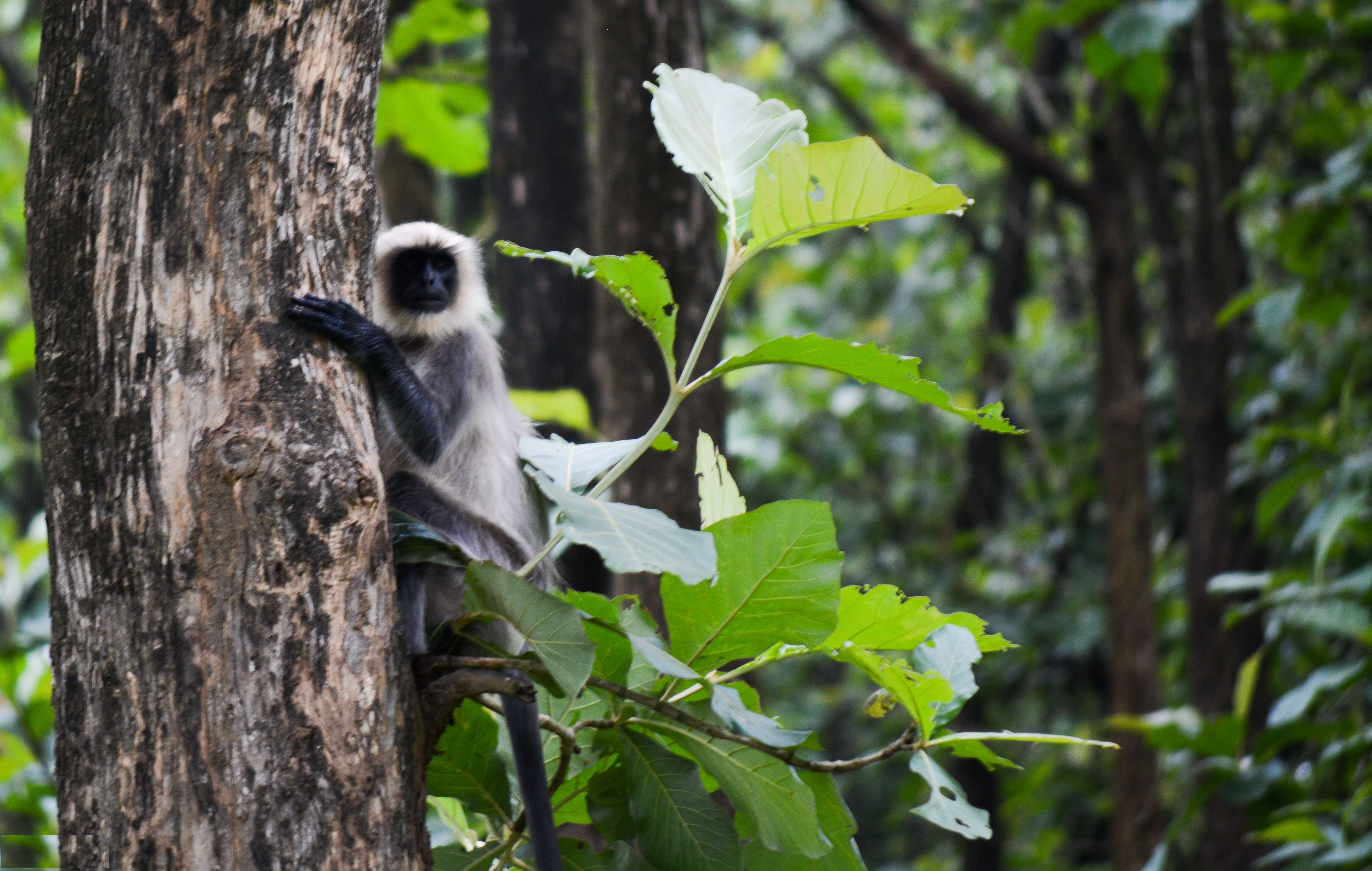 Image of Semnopithecus hypoleucos