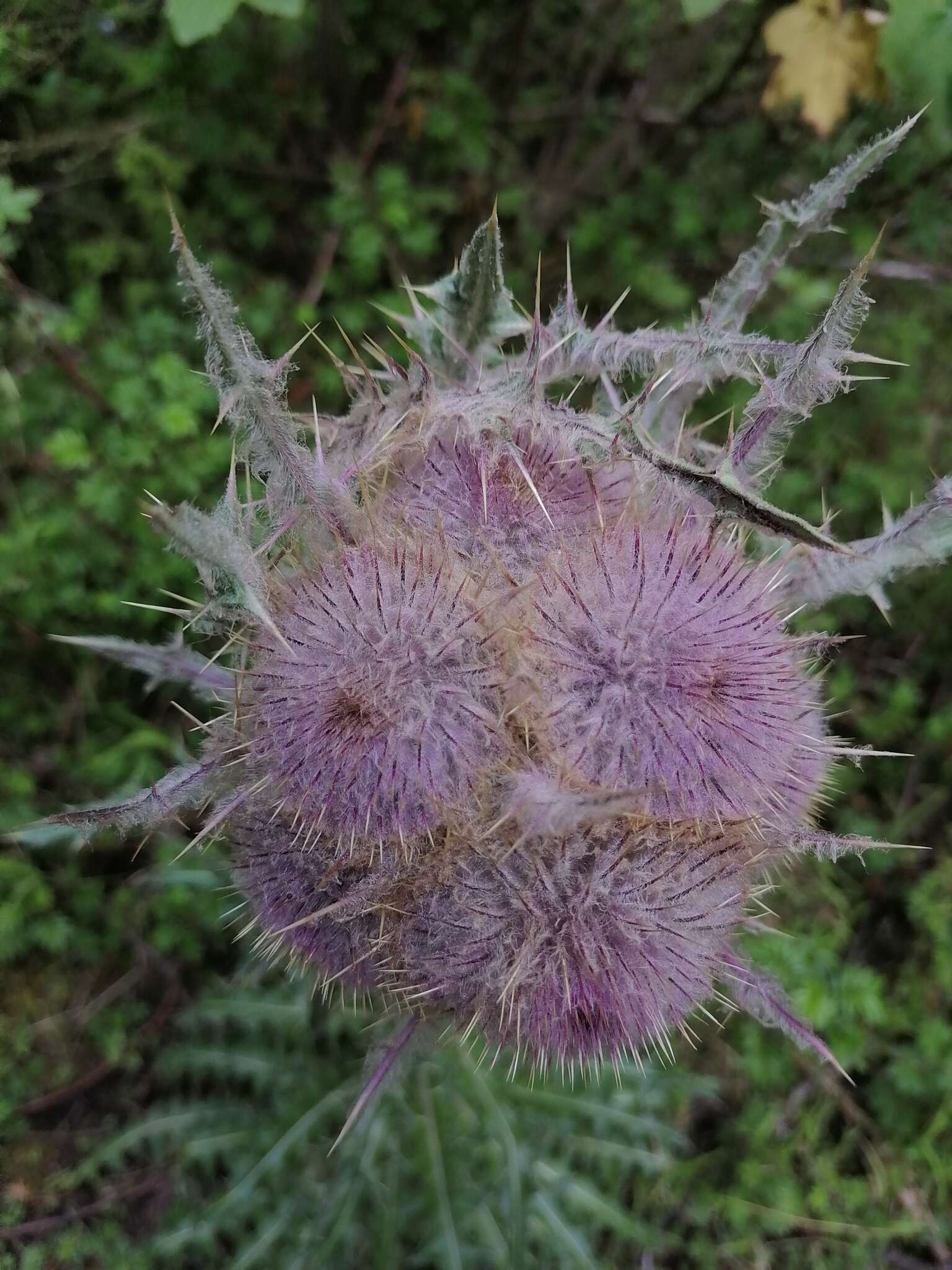 Image of Cirsium nivale (Kunth) Sch. Bip.