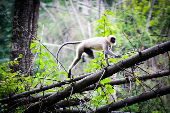 Image of Semnopithecus hypoleucos