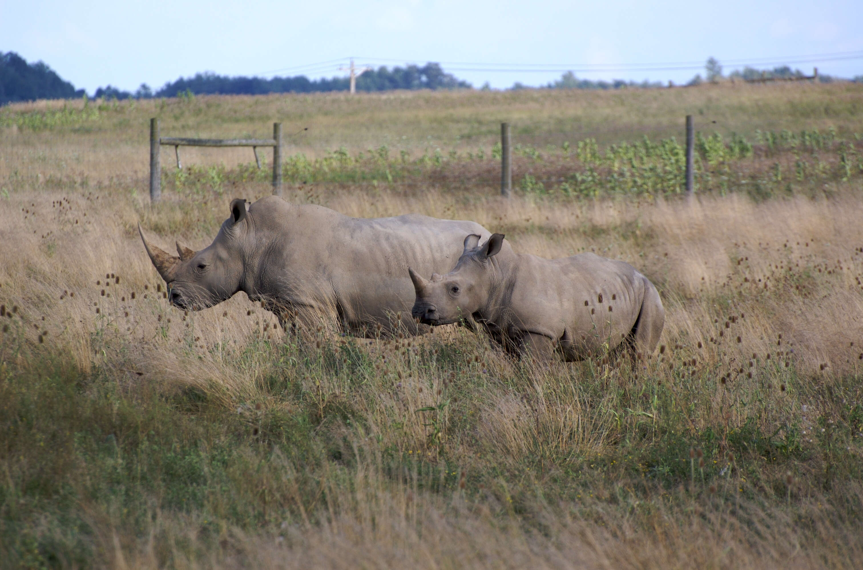 Image of Ceratotherium simum simum