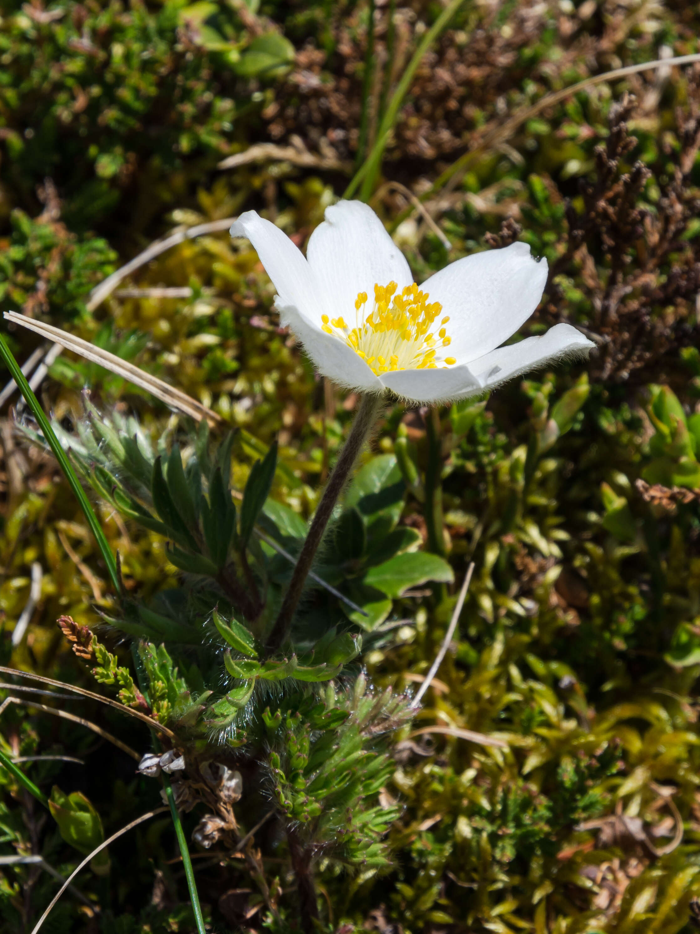 Image of alpine anemone