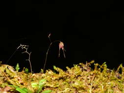 Image of forest bonnet orchid