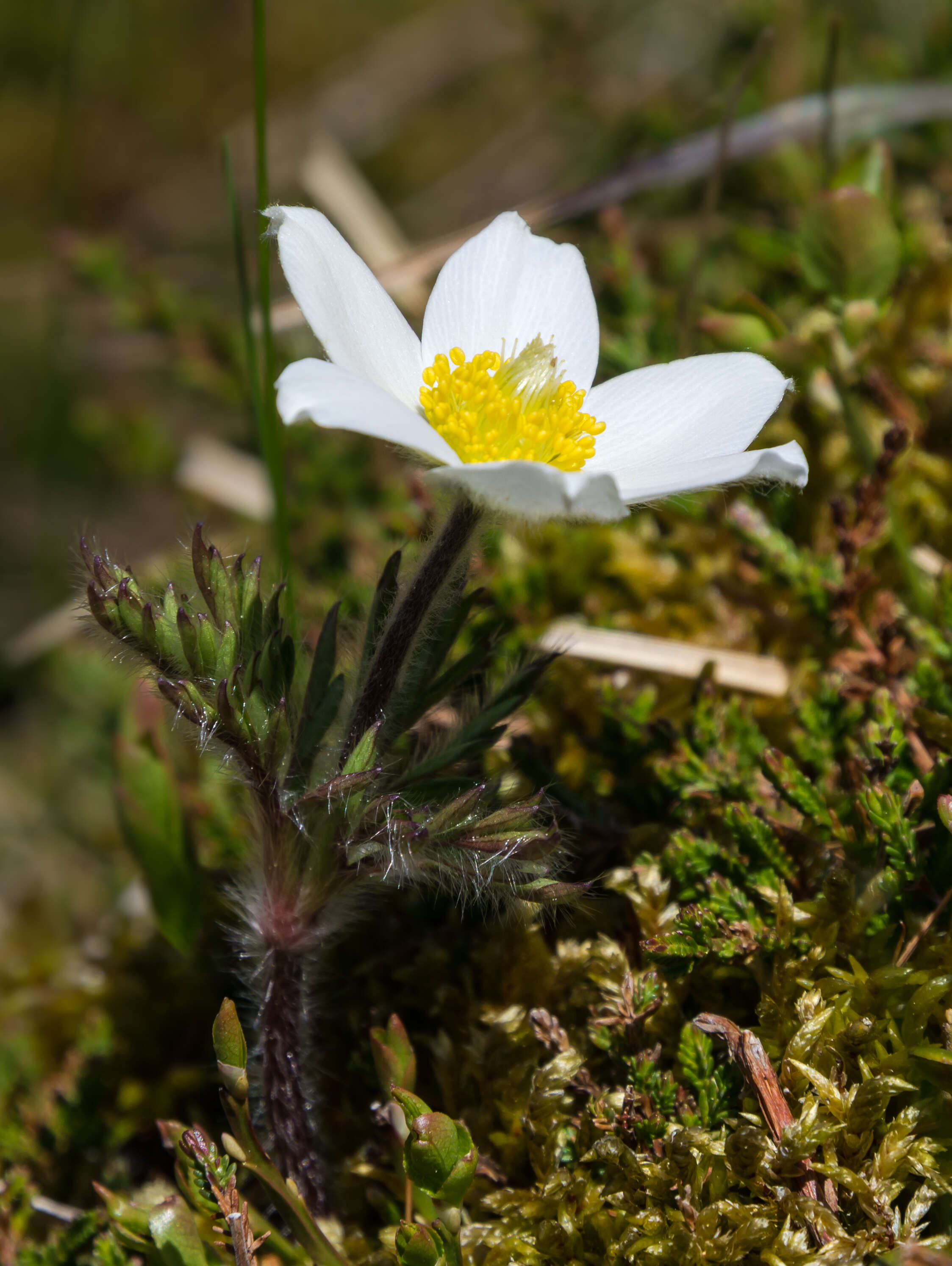 Image of alpine anemone