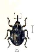 Image of Nedyus quadrimaculatus (Linnaeus & C. 1758)