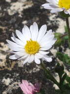 Image de Erigeron allocotus Blake