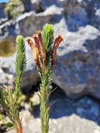 Image of Erica fascicularis L. fil.