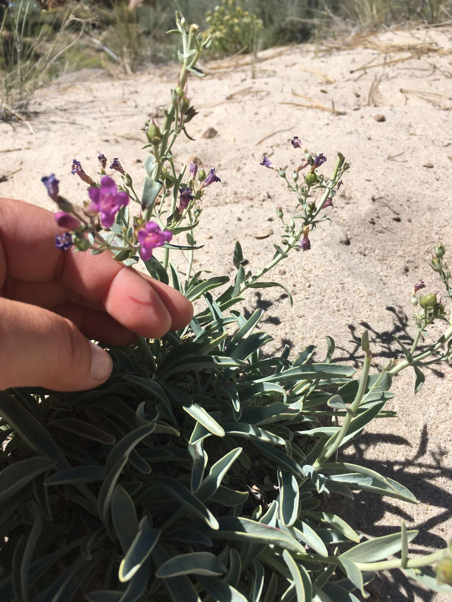 Image of Lone Pine beardtongue