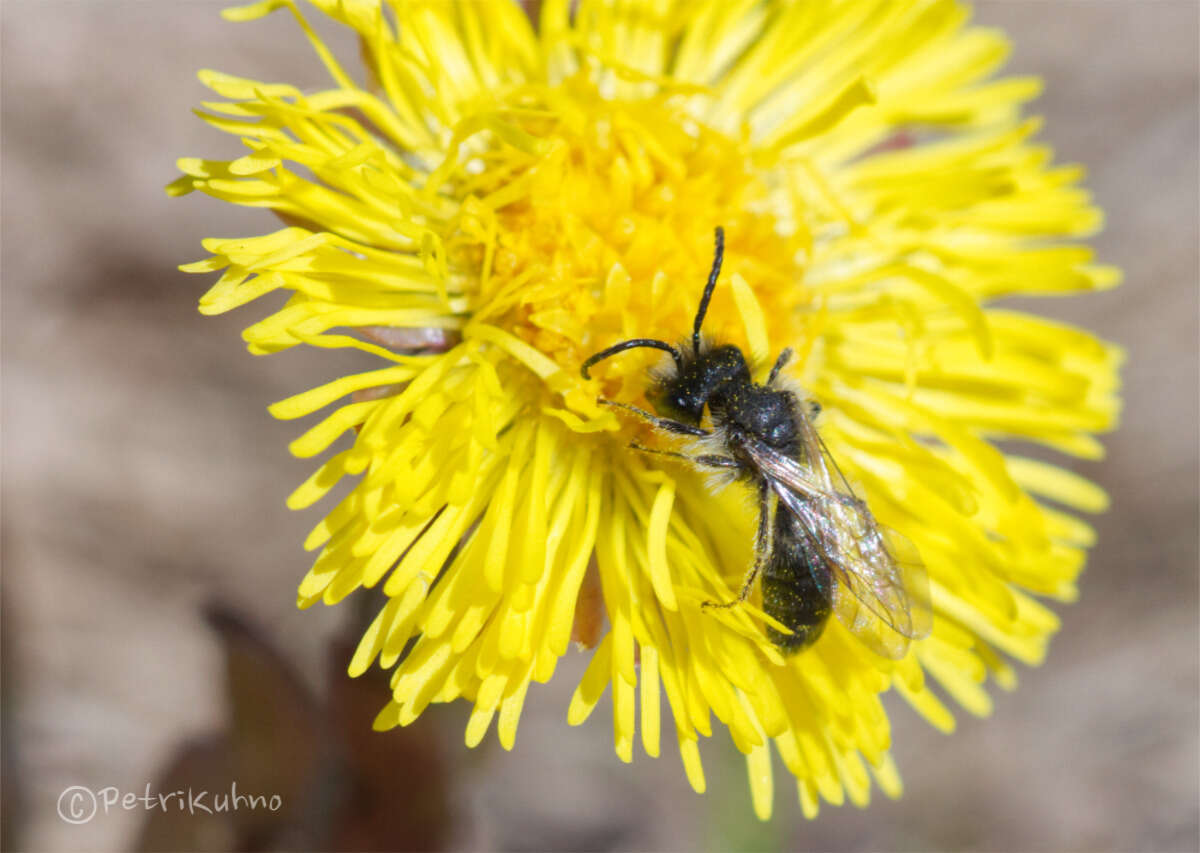 Image of Andrena praecox (Scopoli 1763)